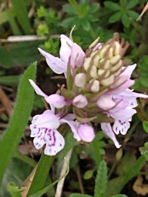 photo of Common Spotted Orchid