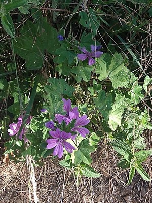 photo of Common Mallow