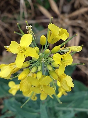 photo of Rapeseed