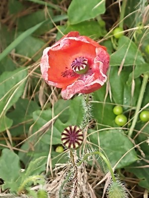 photo of Common Poppy