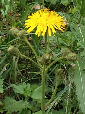 photo of Perennial Sow Thistle