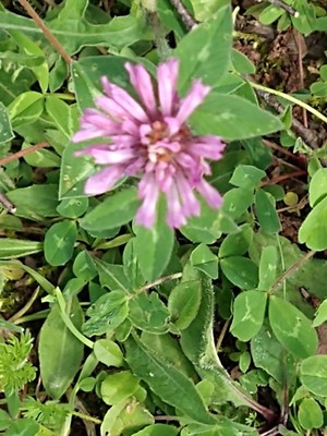 photo of Red Clover