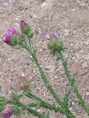 photo of Plumeless Thistle