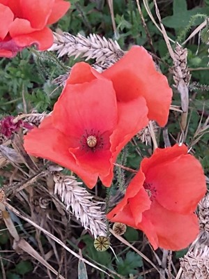 photo of Common Poppy