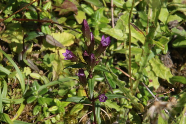 photo of Autumn Gentian