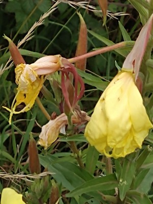 photo of Large Flowered Evening Primrose