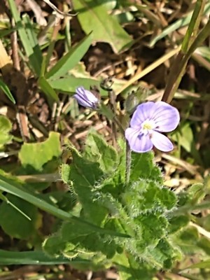photo of Common Field Speedwell