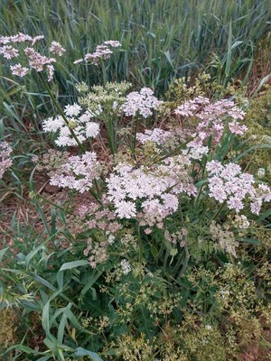 photo of Hogweed