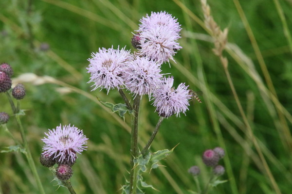 photo of Creeping Thistle