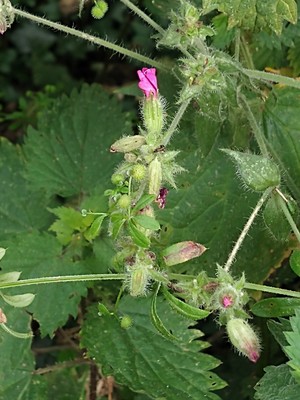 photo of Red Campion