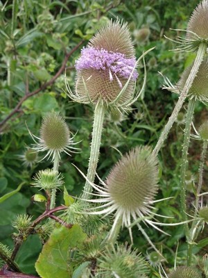 photo of Teasel