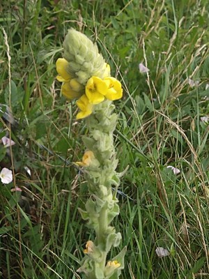 photo of Great Mullein