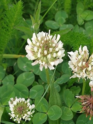 photo of White Clover