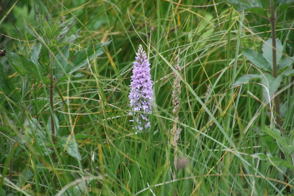 photo of Common Spotted Orchid