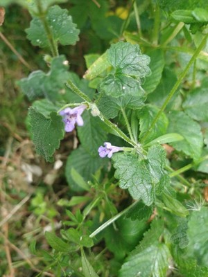photo of Ground Ivy