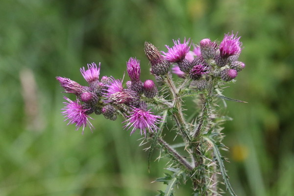 photo of Marsh Thistle