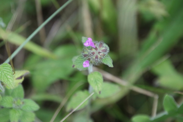 photo of Wild Basil