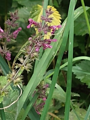 photo of Hedge Woundwort