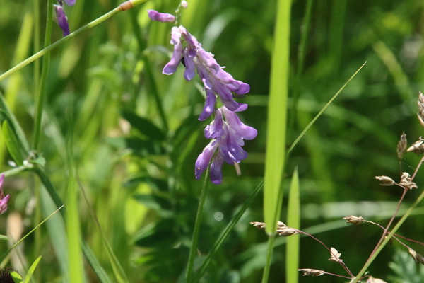 photo of Tufted Vetch