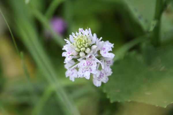 photo of Common Spotted Orchid