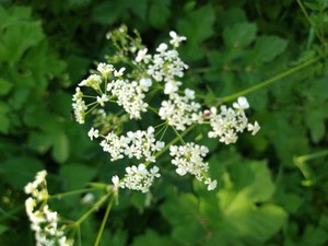 photo of Cow Parsley