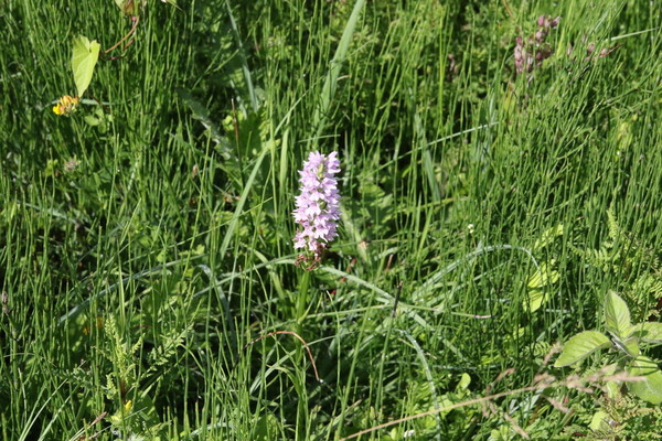photo of Common Spotted Orchid