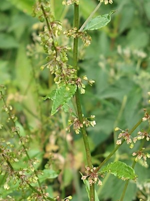 photo of Clustered Dock