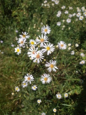 photo of Narrow Leaved Michaelmas Daisy