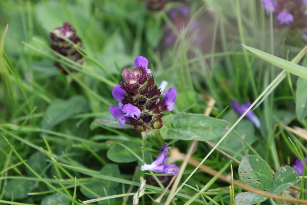 photo of Selfheal