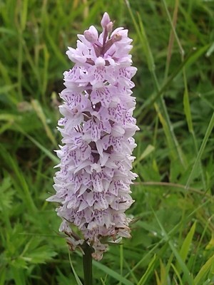 photo of Common Spotted Orchid