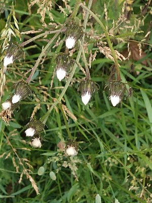 photo of Rough Hawk's Beard