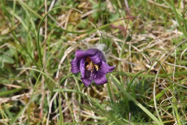 photo of Pasqueflower