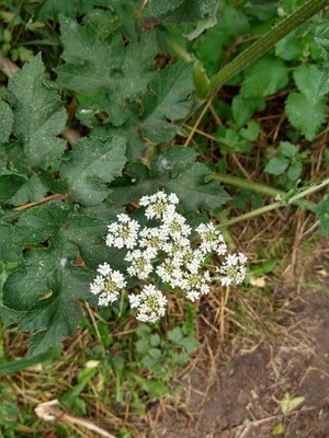 photo of Hogweed