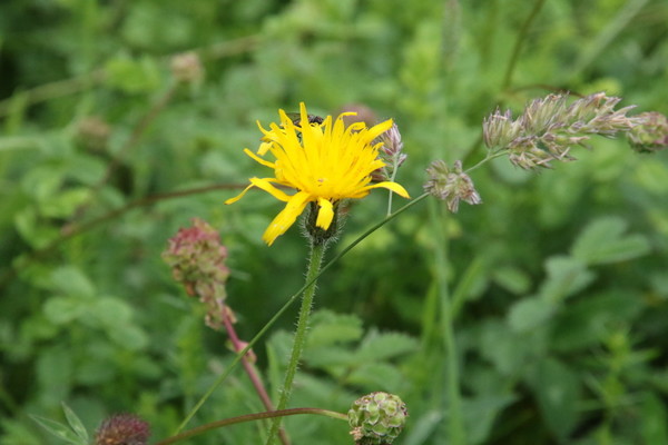 photo of Marsh Hawk's Beard