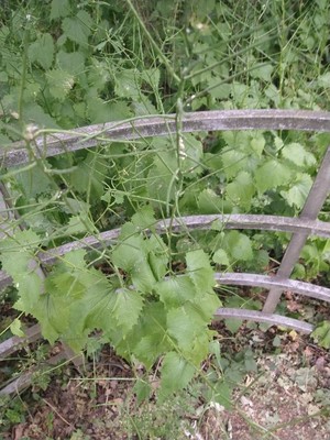 photo of Garlic Mustard