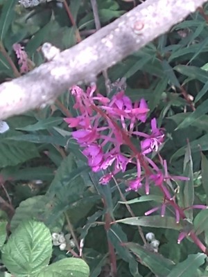 photo of Rosebay Willowherb