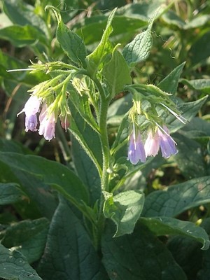 photo of Common Comfrey