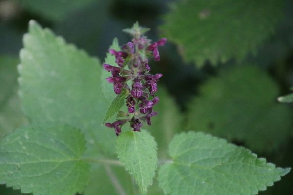 photo of Hedge Woundwort