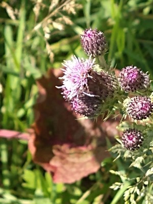 photo of Creeping Thistle