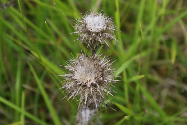 photo of Carline Thistle