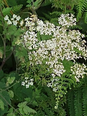 photo of Cow Parsley