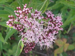 photo of Hemp Agrimony