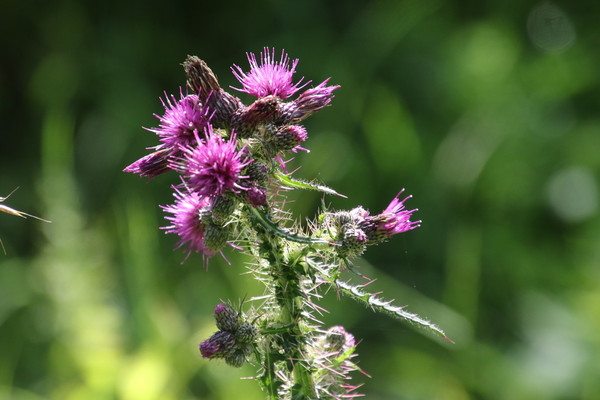 photo of Marsh Thistle