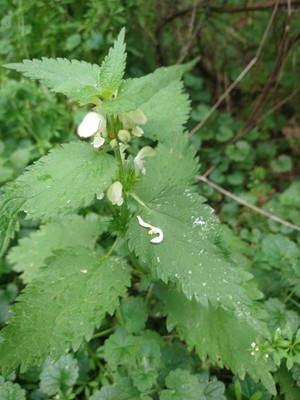 photo of White Dead Nettle