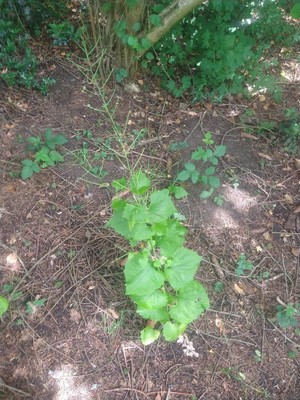 photo of Garlic Mustard