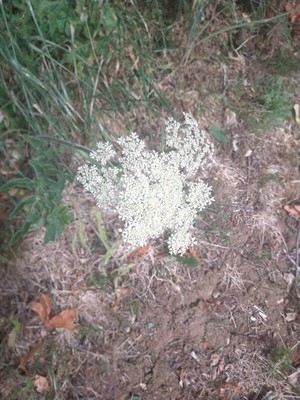 photo of Wild Carrot