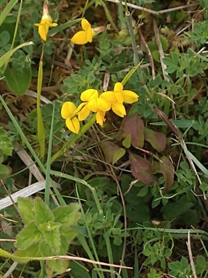 photo of Bird's Foot Trefoil