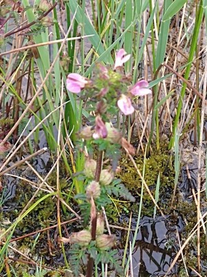 photo of Marsh Lousewort