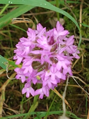 photo of Pyramidal Orchid