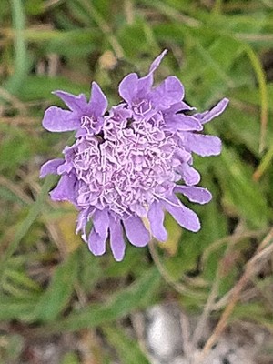 photo of Small Scabious
